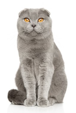 Gri kedi İskoç tohumu üretiyor, kameraya bakıyor, beyaz bir arka planda oturuyor.