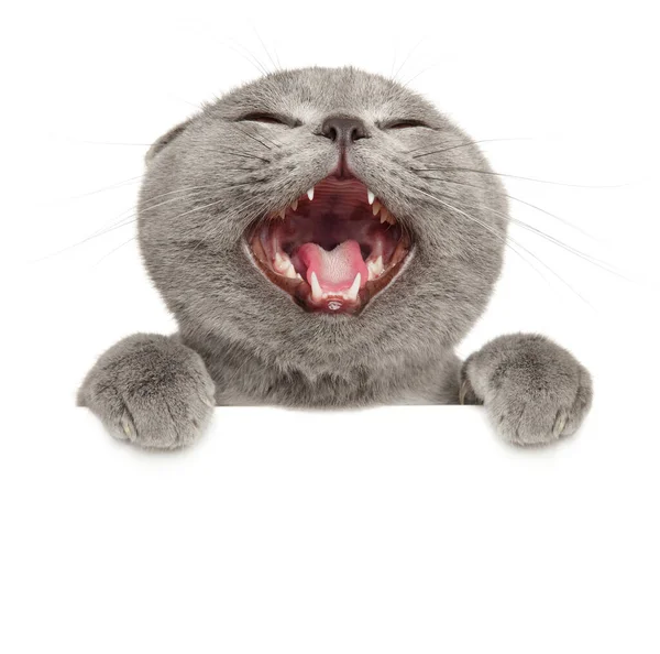 Crazy Grey Cat Banner Isolated White Background — Stock Photo, Image