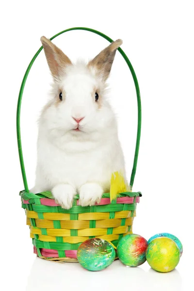 一只年轻的兔子在柳条筐里的画像 背景是白色的复活节彩蛋 — 图库照片