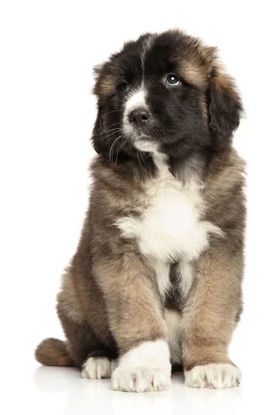 Portrait Caucasian Shepherd Puppy Front White Background — Stock Photo, Image