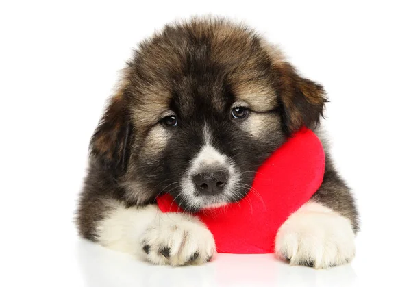 Cachorro Caucásico Con Corazón Rojo San Valentín Sobre Fondo Blanco —  Fotos de Stock