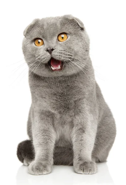 Lop Eared Scottish Cat White Background — Stock Photo, Image