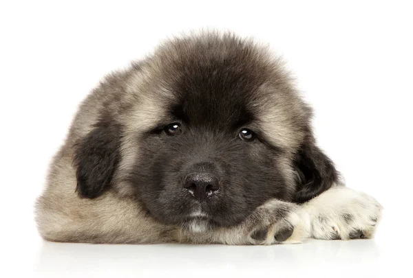 Leuke Blanke Herder Puppy Kijken Naar Camera Liggend Een Witte — Stockfoto