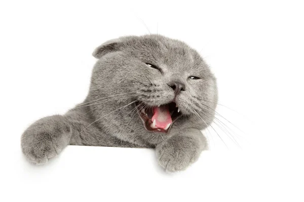 Happy Scottish Fold Cat White Banner — Stock Photo, Image