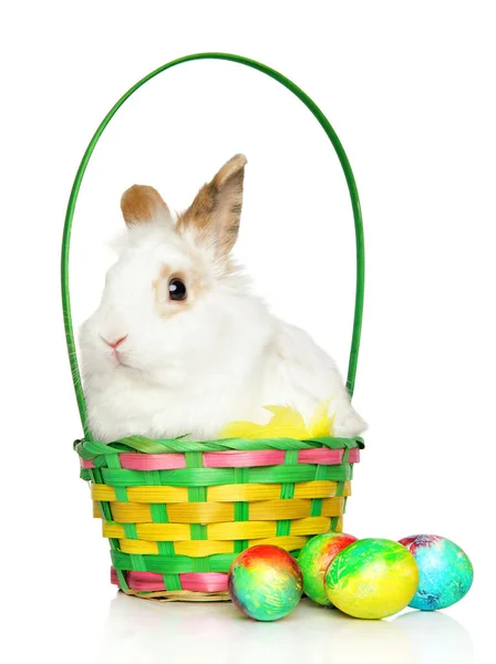 兔子在篮子里 背景是白色的复活节彩蛋 — 图库照片