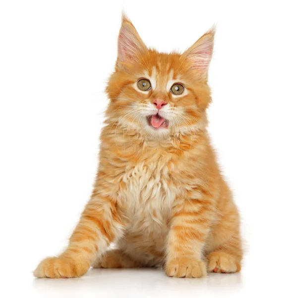 Niedliches Ingwer Maine Coon Kätzchen Schaut Die Kamera Die Auf — Stockfoto