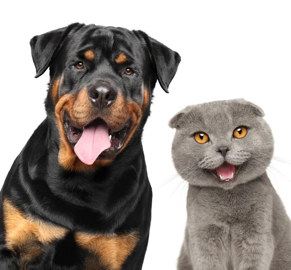Glückliche Haustiere Zusammen Isoliert Auf Weißem Hintergrund — Stockfoto