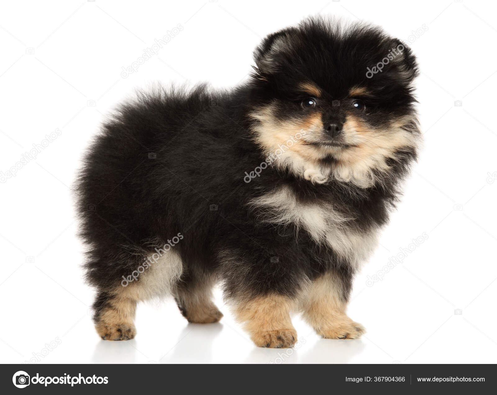 Spitz Black And Tan Stock Photos Royalty Free Images Depositphotos Spitz Black And Tan Stock Photos Royalty Free Images Depositphotos