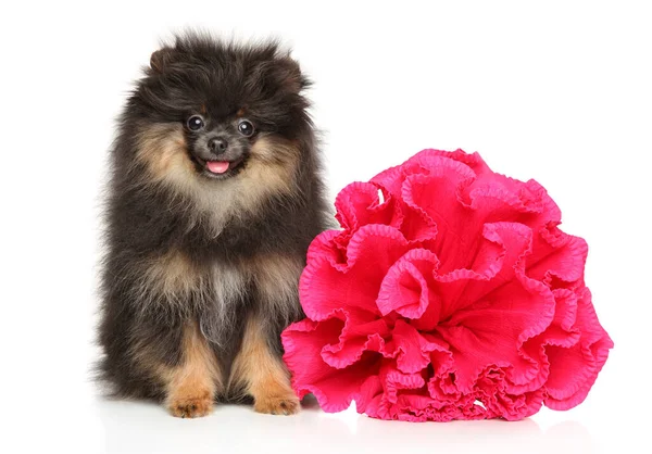 Pequeño Cachorro Pomeranian Spitz Con Gran Flor Roja Sienta Sobre —  Fotos de Stock