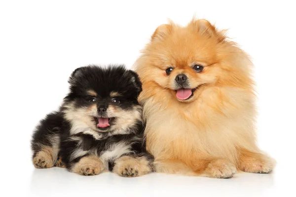 Puppy Een Vader Twee Gelukkig Pomeranian Spitz Liggen Een Witte — Stockfoto