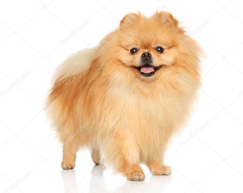 A happy Pomeranian stands on a white background