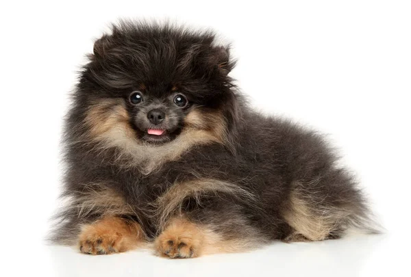 Pomeranian Spitz Cachorro Acostado Sobre Fondo Blanco — Foto de Stock