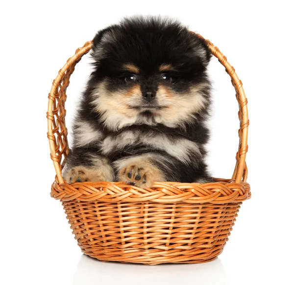 Filhote Cachorro Preto Bronzeado Pomeranian Spitz Cesta Vime Fundo Branco — Fotografia de Stock