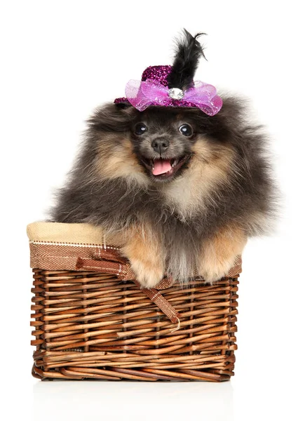 Pomeranian Spitz Cachorro Sombrero Moda Sienta Canasta Mimbre Sobre Fondo — Foto de Stock