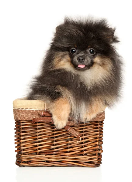 Pomeranian Spitz Filhote Cachorro Cesta Vime Fundo Branco — Fotografia de Stock