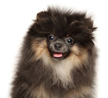Beyaz arka planda küçük bir Pomeranya Spitz köpek yavrusunun yakın çekimi