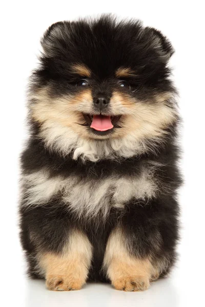 Roztomilé Pomeranian Spitz Štěně Při Pohledu Kameru Sedí Bílém Pozadí — Stock fotografie