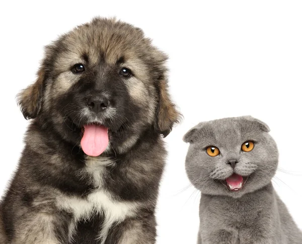 Kedi Köpek Birlikte Beyaz Arka Planda Izole Edilmiş Manzara — Stok fotoğraf