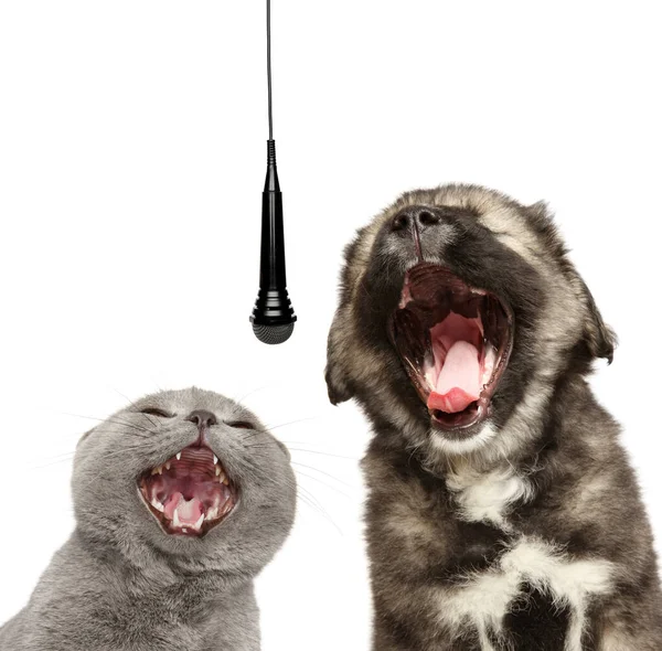 Кошка Собака Поют Вместе Микрофоном Изолированным Белом Фоне — стоковое фото