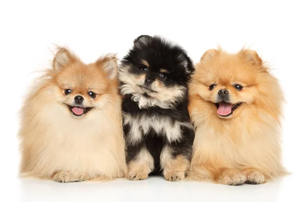 Familie Van Pomeranian Spitz Poseren Een Witte Achtergrond Vooraanzicht — Stockfoto