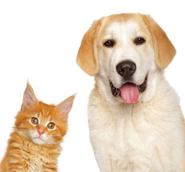 Yavru kedi ve köpek birlikte, beyaz arka planda izole edilmiş. Hayvan temaları