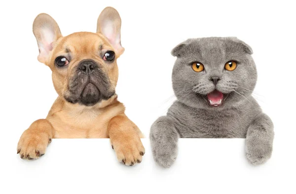 Gatinho Dobrável Escocês Filhote Cachorro Buldogue Francês Acima Banner Isolado — Fotografia de Stock