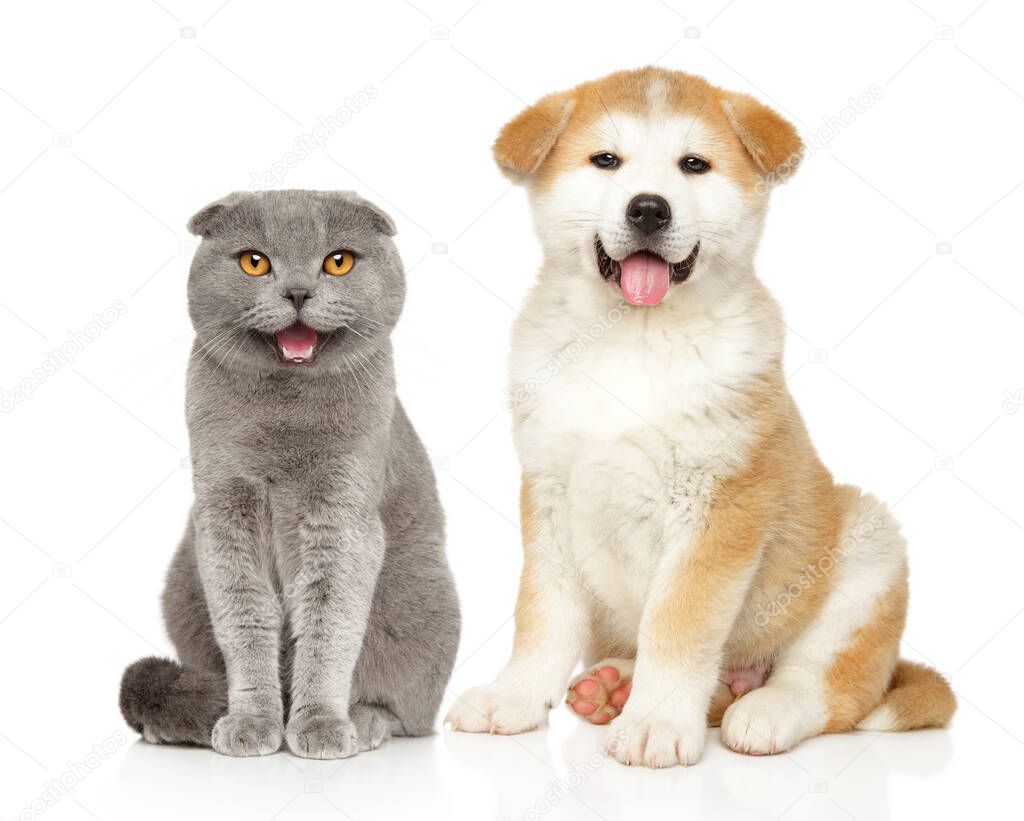 Scottish fold cat and Akita puppy sits on white background, front view