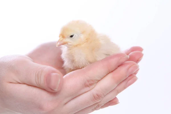かわいい小さな鶏 — ストック写真