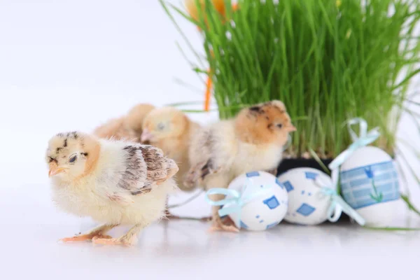 Chicks and easter eggs — Stock Photo, Image