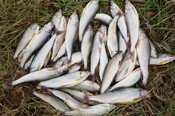 Grayling encontra-se na grama do outono — Fotografia de Stock