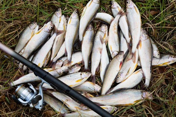 Haste de pesca e cinza fresco mentira na grama — Fotografia de Stock