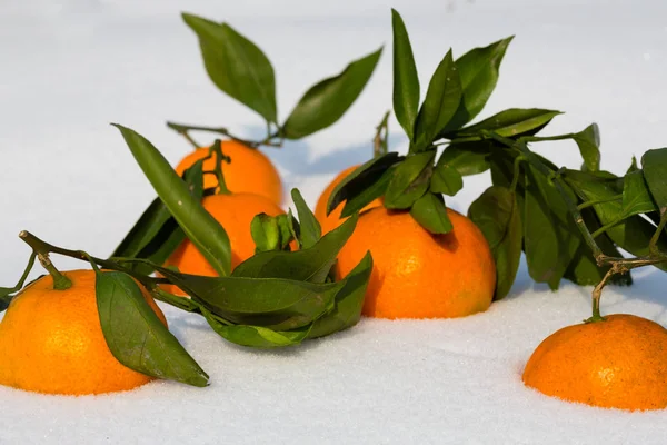 Tangerines lie in the snow — Stock Photo, Image