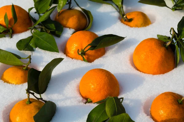 Sulla neve giacciono mandarini freschi — Foto Stock