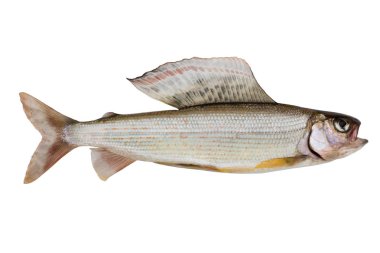 Kutup grayling closeup izole 