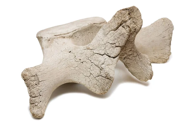 Древние останки позвоночника кита — стоковое фото