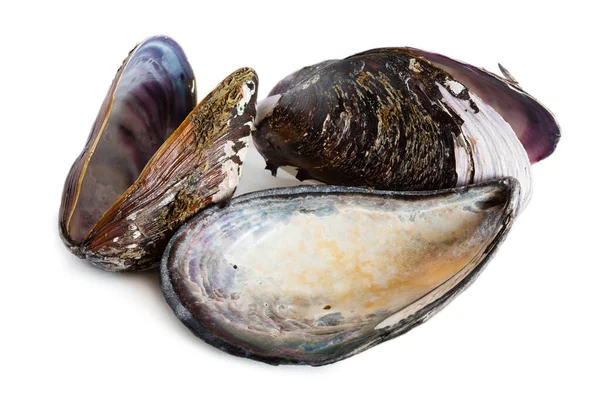 Bivalve Mollusk Shells Mussel Mytilus Edulis Isolated White — Stock Photo, Image