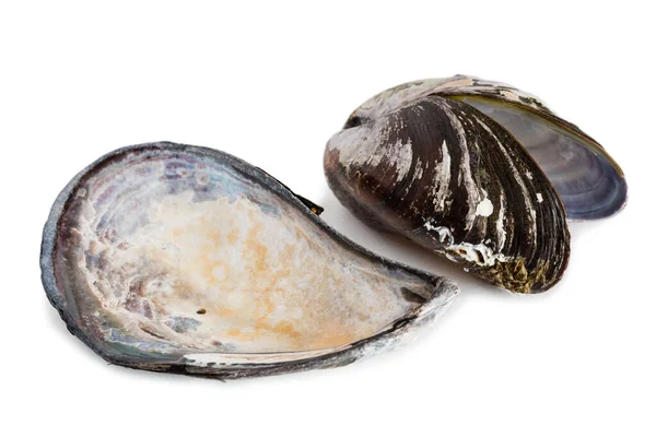 Gusci Mollusco Bivalvi Mitile Mytilus Edulis Isolato Bianco — Foto Stock