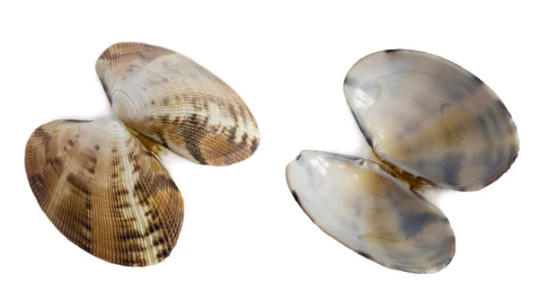 Anadara Inaequivalent Vis Bivalve Mollusk Shells Izolováno Bílém — Stock fotografie