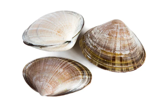 Guscio Mollusco Bivalve Gerbillo Spisula Sachalinensis Isolato Bianco — Foto Stock