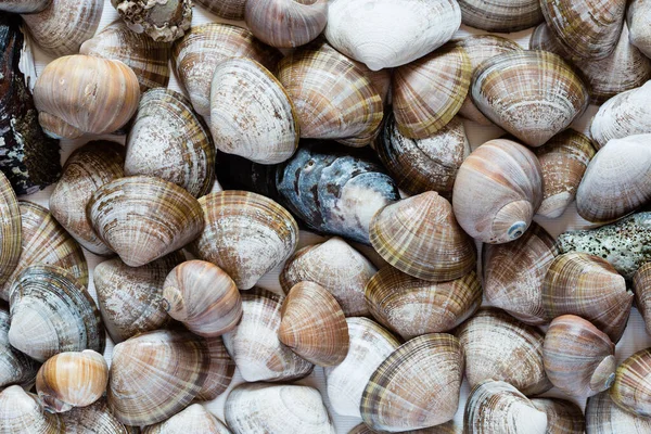 Tengeri Puhatestűek Kagylóhéjának Változatossága Közelről — Stock Fotó