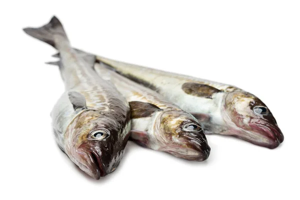 Vers Gevangen Alaska Pollock Vis Geïsoleerd Wit — Stockfoto