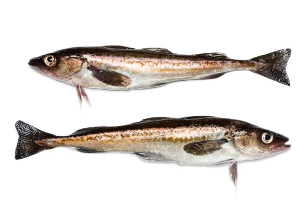 从白鱼上分离出来的新捕获的阿拉斯加鳕鱼 — 图库照片