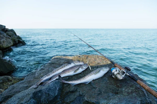 Peixe Pollock Pego Vara Pesca Fundo Uma Paisagem Mar — Fotografia de Stock