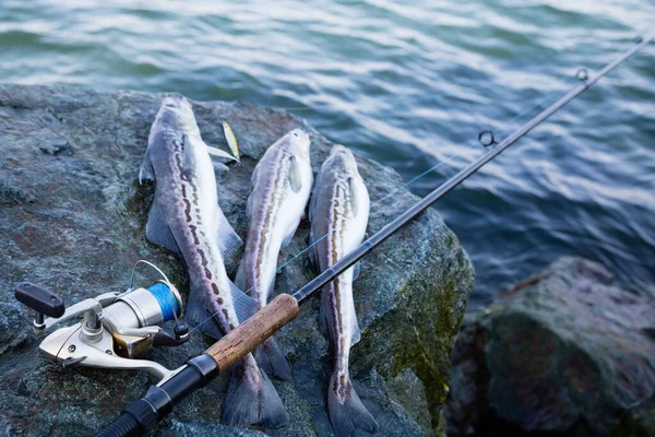 新鮮な魚アラスカの棒と海によって石の上にロッドをキャッチ — ストック写真