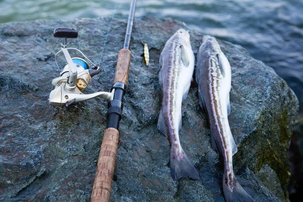 Świeżo Złowiona Ryba Alaska Pollock Wędka Kamieniu Nad Morzem — Zdjęcie stockowe