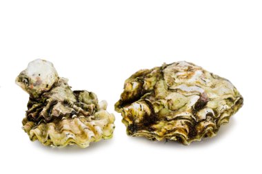 Canlı taze yakalanmış istiridyeler beyaz arka planda izole edilmiş.