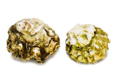 Canlı taze yakalanmış istiridyeler beyaz arka planda izole edilmiş.