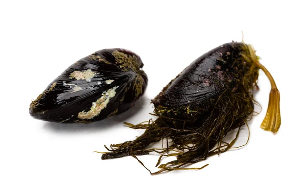 Cozze Vive Appena Catturate Isolate Sfondo Bianco — Foto Stock