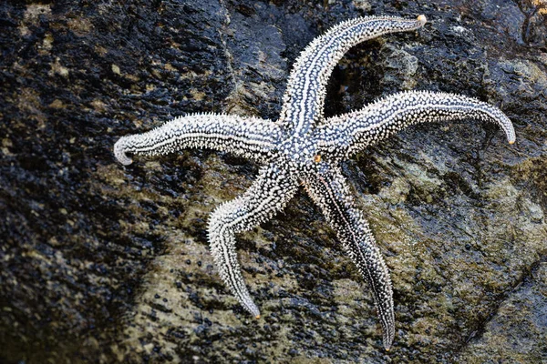 Large Living Starfish Lies Stone — Stock Photo, Image