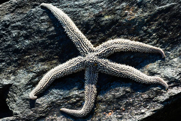 Large Living Starfish Lies Stone — Stock Photo, Image